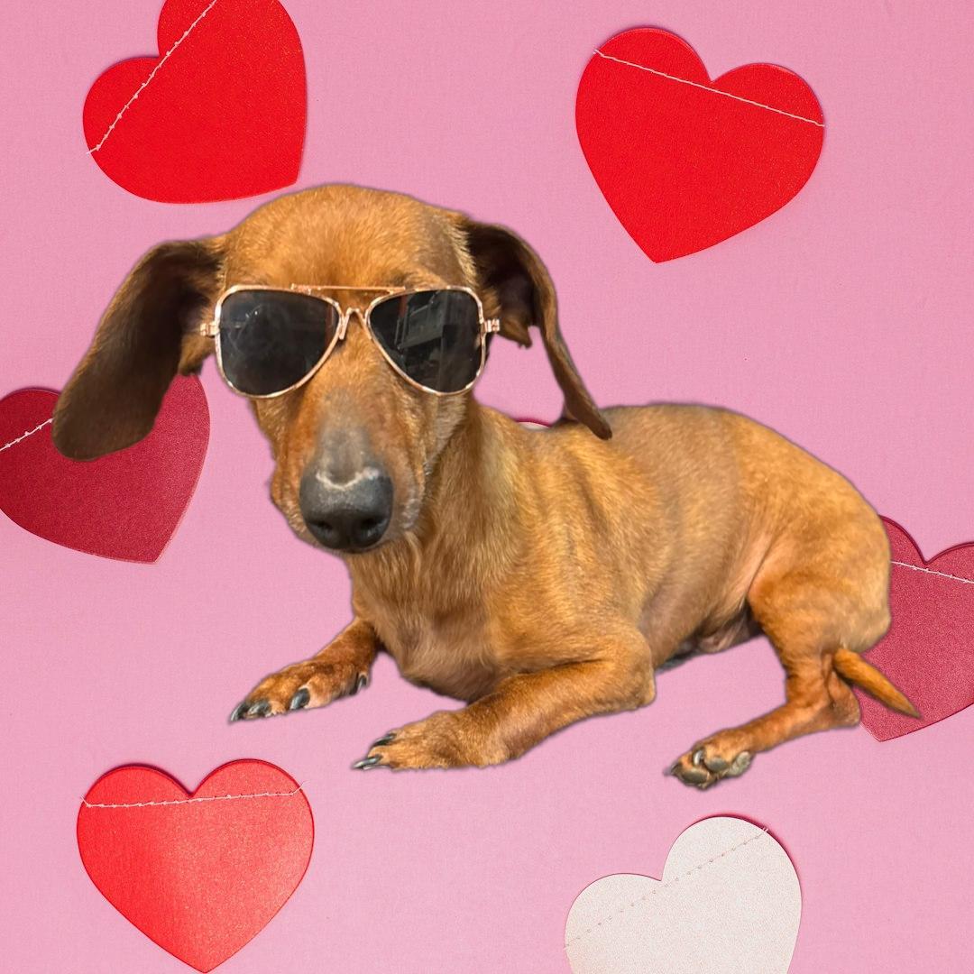 An adult small-sized male Red / Chestnut / Orange Dachshund dog named Lilo for adoption in Dallas, GA