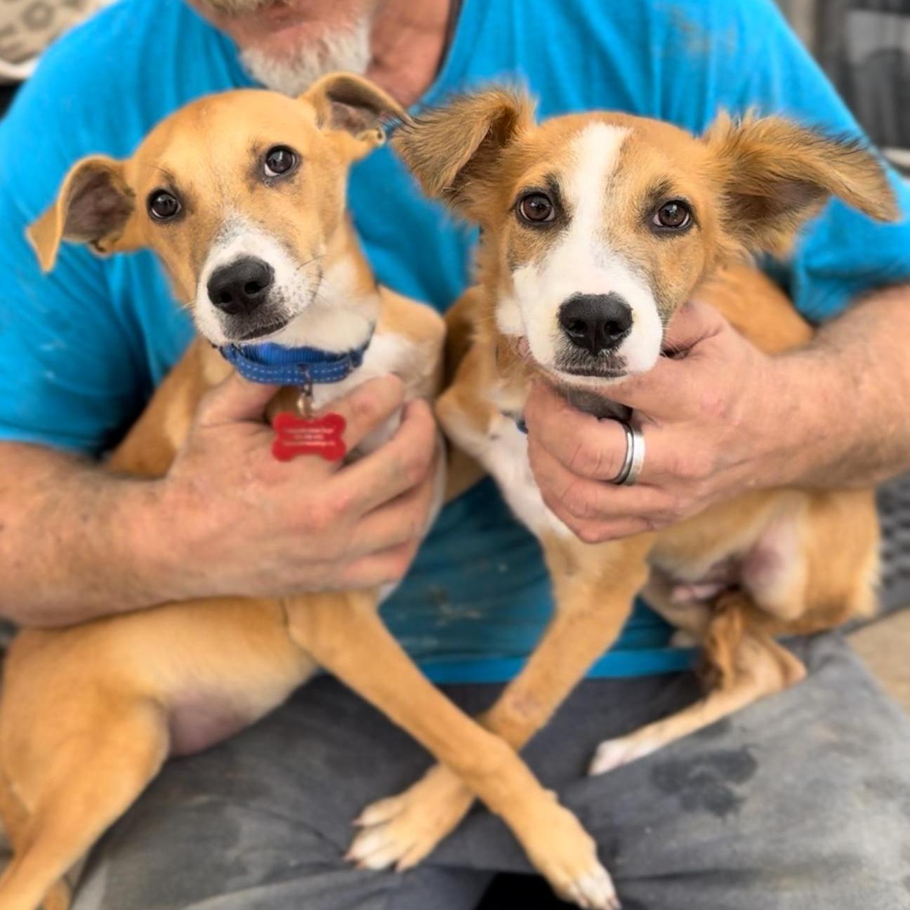 Mardi And Moose