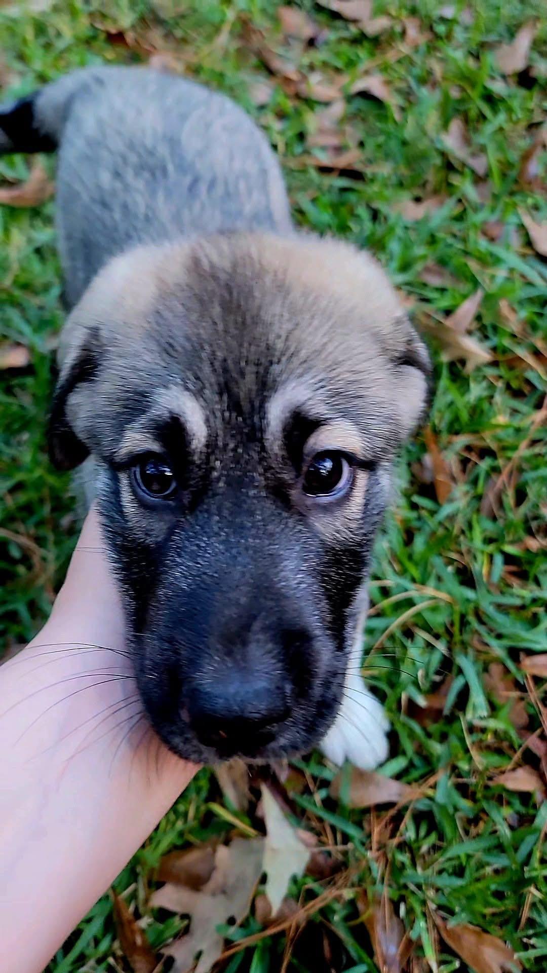 A baby medium-sized female German Shepherd Dog dog named Jade Gs for adoption in Allen, TX