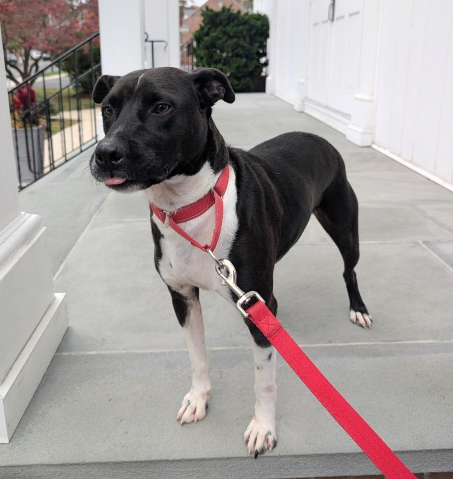 A young medium-sized male Black American Staffordshire Terrier dog named Lonesome for adoption in Longview, TX