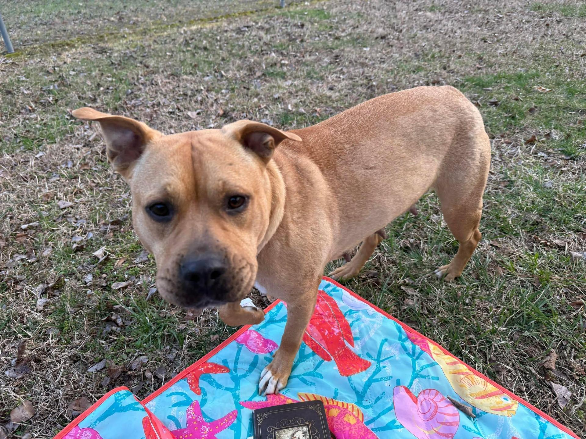 A young medium-sized female Golden Chow Chow dog named Jynx for adoption in Zuni, VA