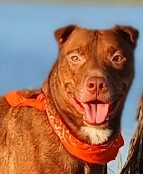 A young medium-sized male Catahoula Leopard Dog dog named Marley Super Sweet for adoption in Houston, TX