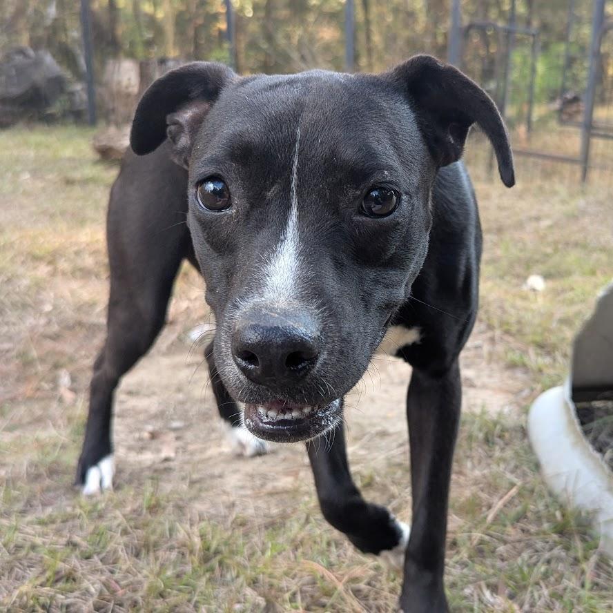 A young large-sized female Pit Bull Terrier dog named Pepper for adoption in Fosters, AL