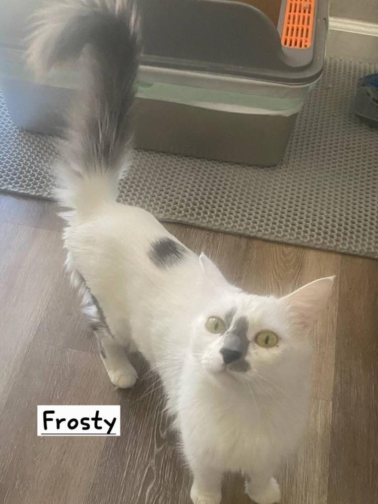 Frosty