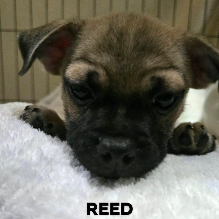 Reed