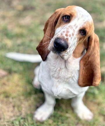 A young medium-sized male Basset Hound dog named Hopper for adoption in Mays Landing, NJ