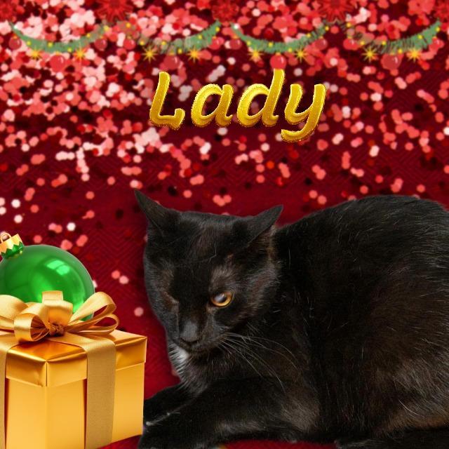 Lady