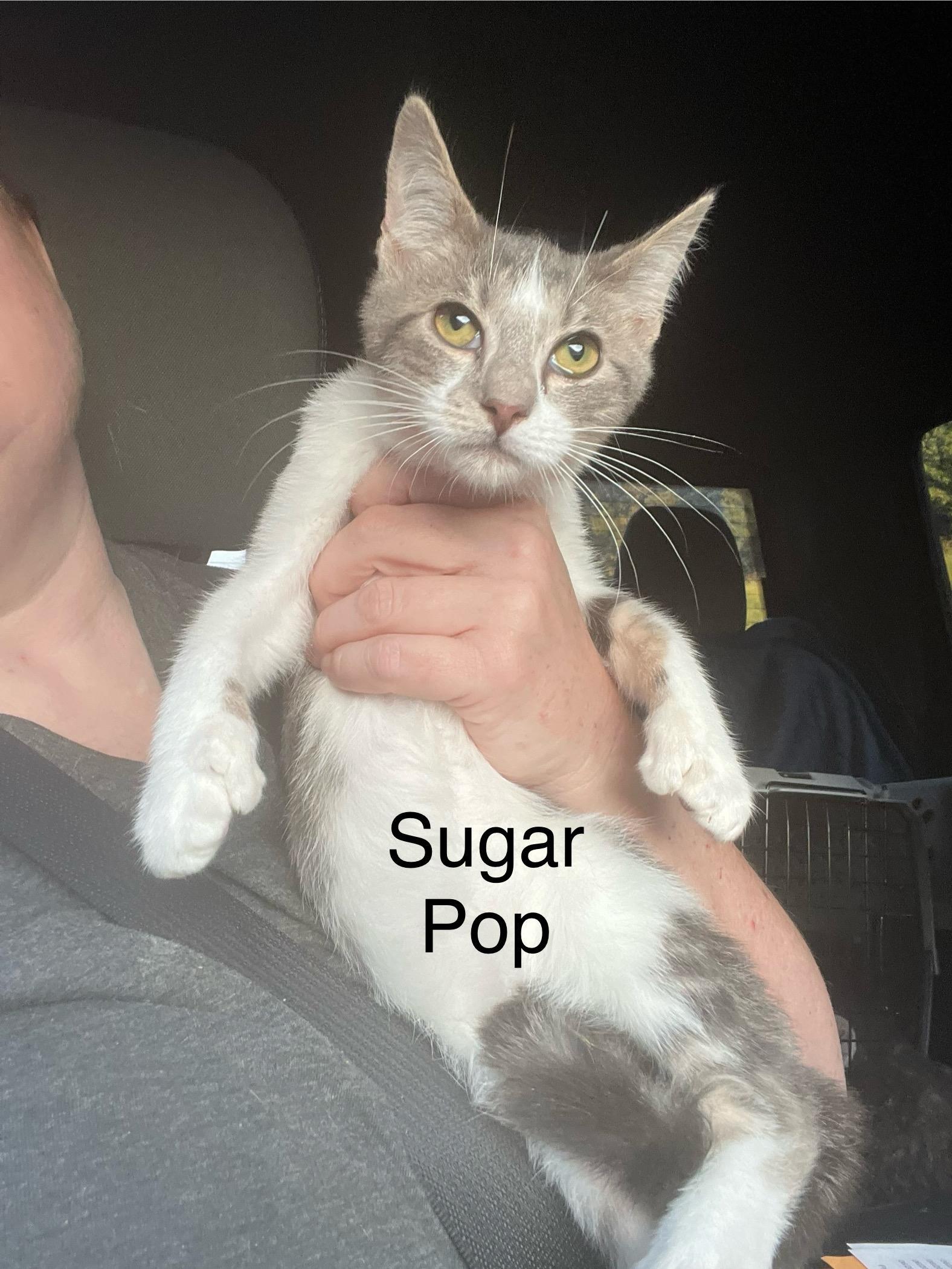 Sugar Pop