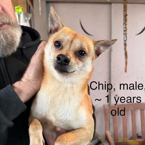 Chip