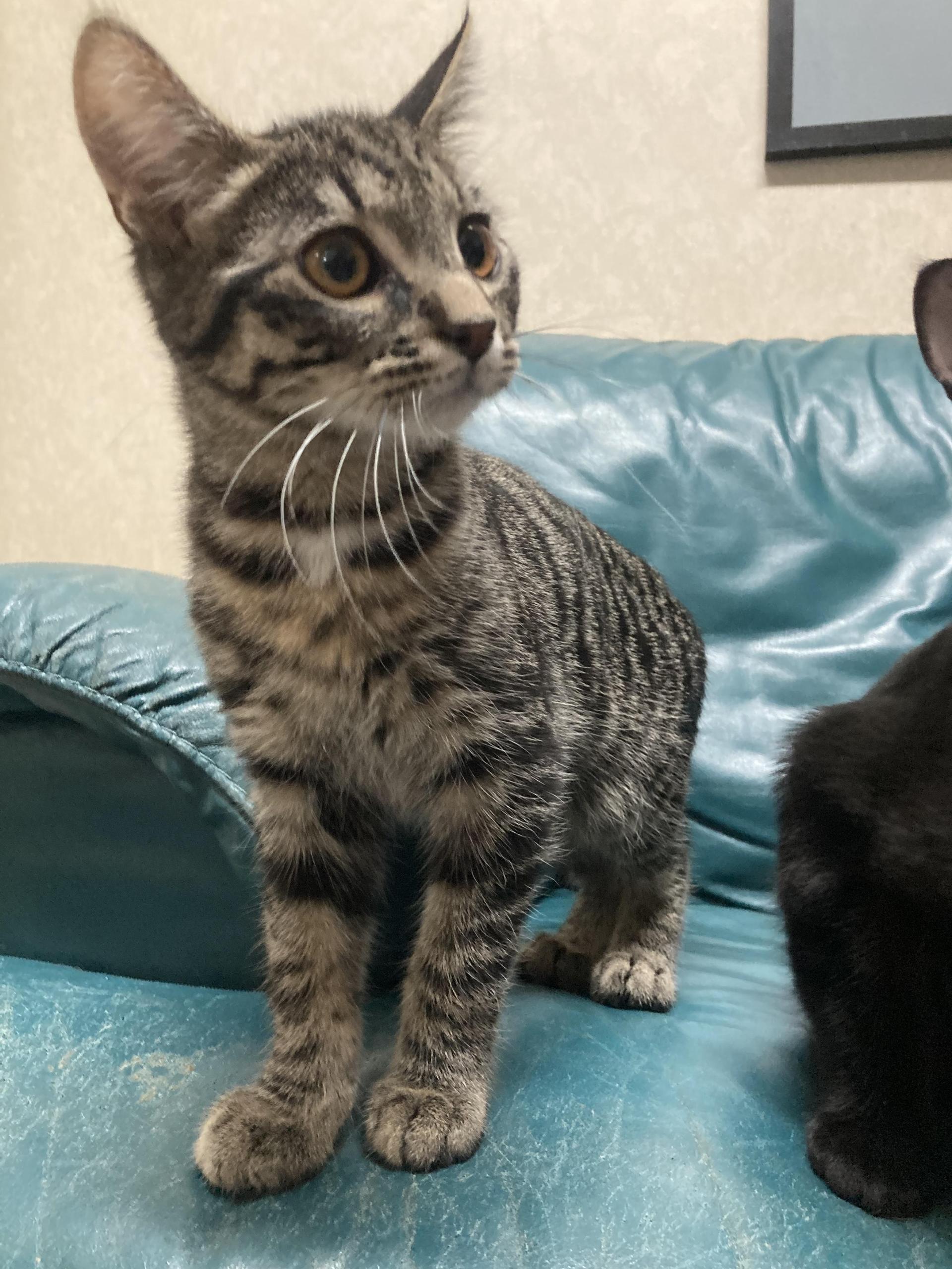 A baby medium-sized male Tabby (Gray / Blue / Silver) Domestic Short Hair cat named Chuck for adoption in Cincinnati, OH
