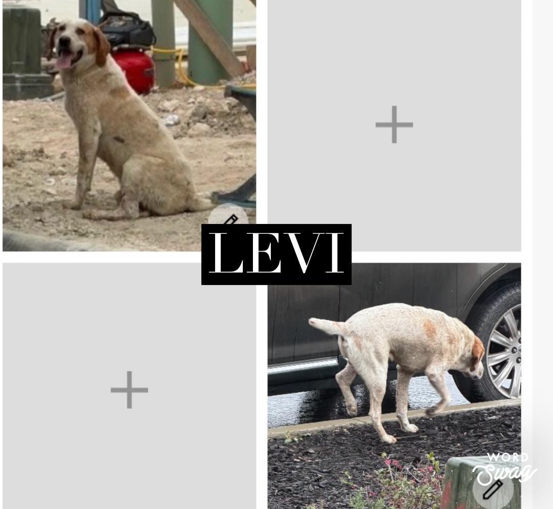 Levi