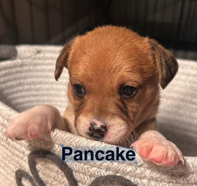 Puppy Pancake Boy