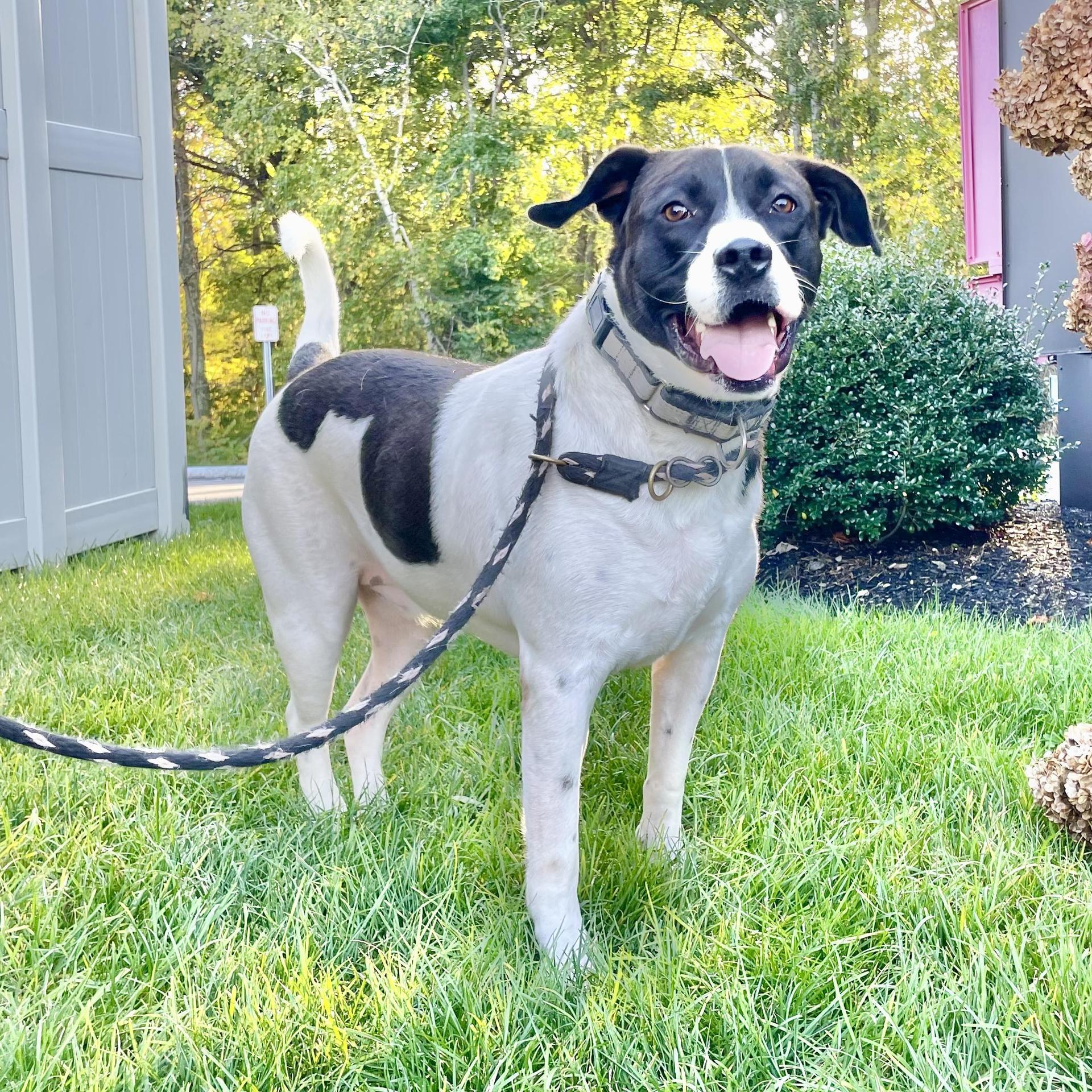 Oreo