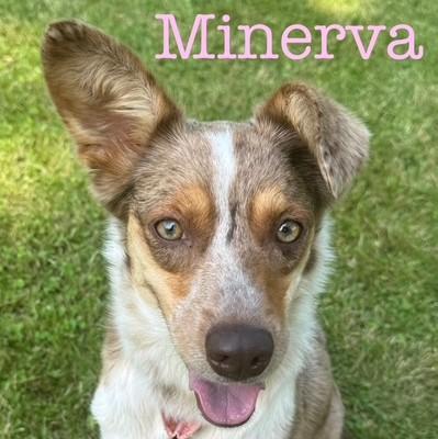 Minerva
