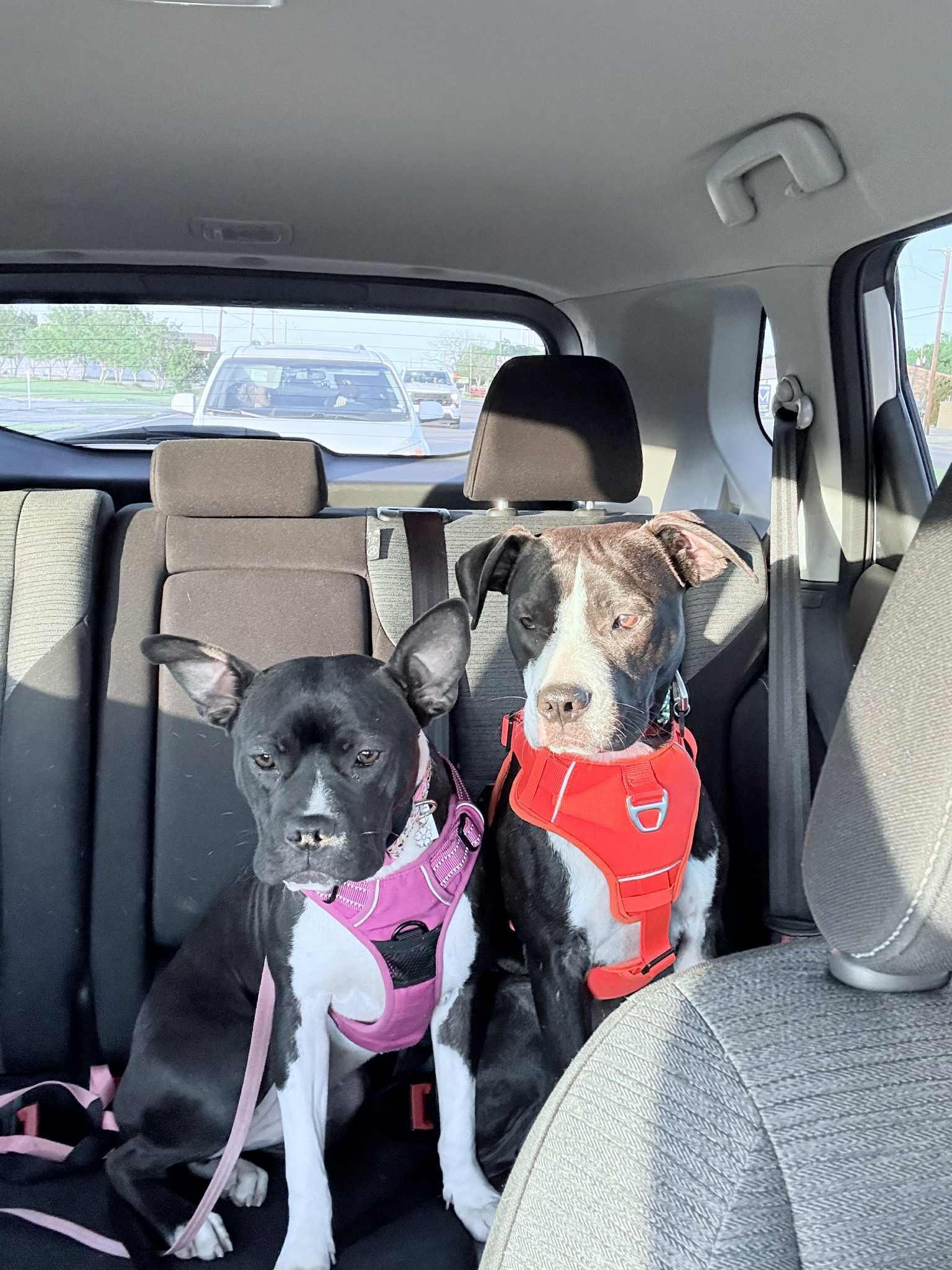 Oreo And Cookie
