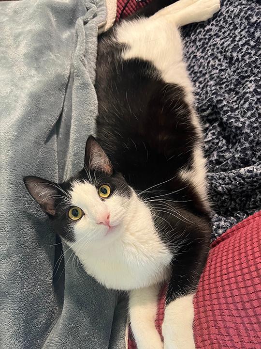 A young medium-sized male Black & White / Tuxedo Domestic Short Hair cat named Taco for adoption in Long Beach, CA