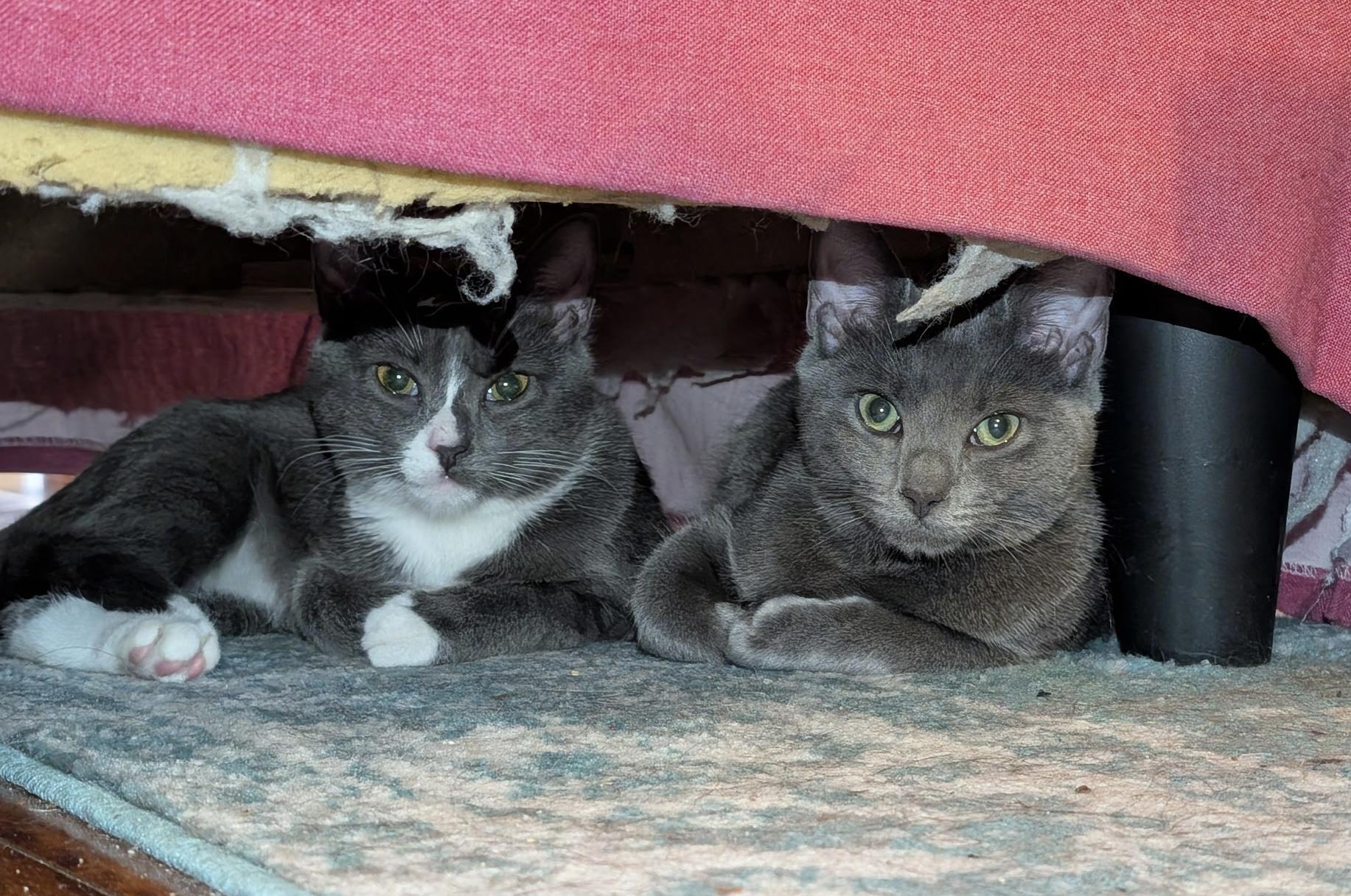 Danielle Steel Creamsicle