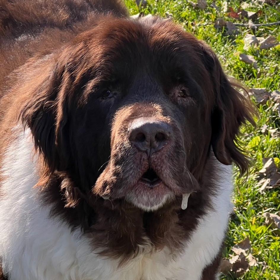 Sully Bonded With Macy