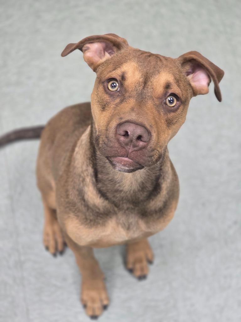 A young medium-sized male Mixed Breed dog named Peanut for adoption in Danielsville, GA