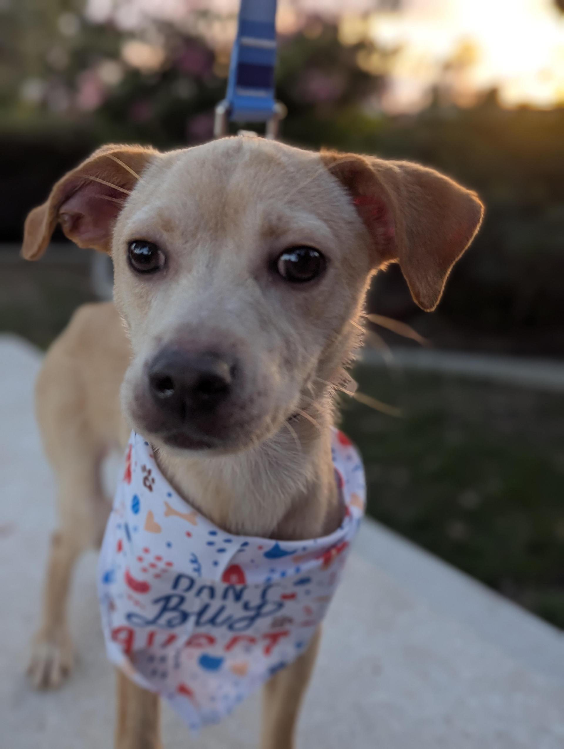 A young medium-sized male Yellow / Tan / Blond / Fawn Golden Retriever dog named Draven for adoption in Bellflower, CA