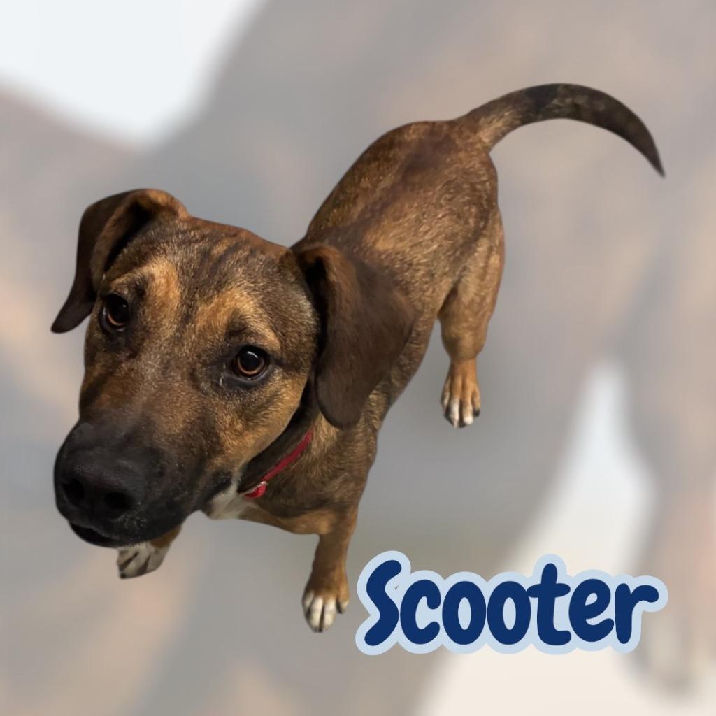 Scooter