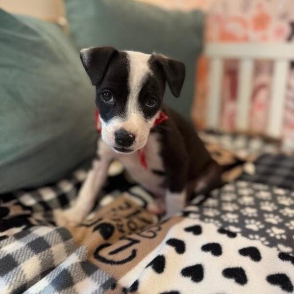 Penelope Sweet Stuff