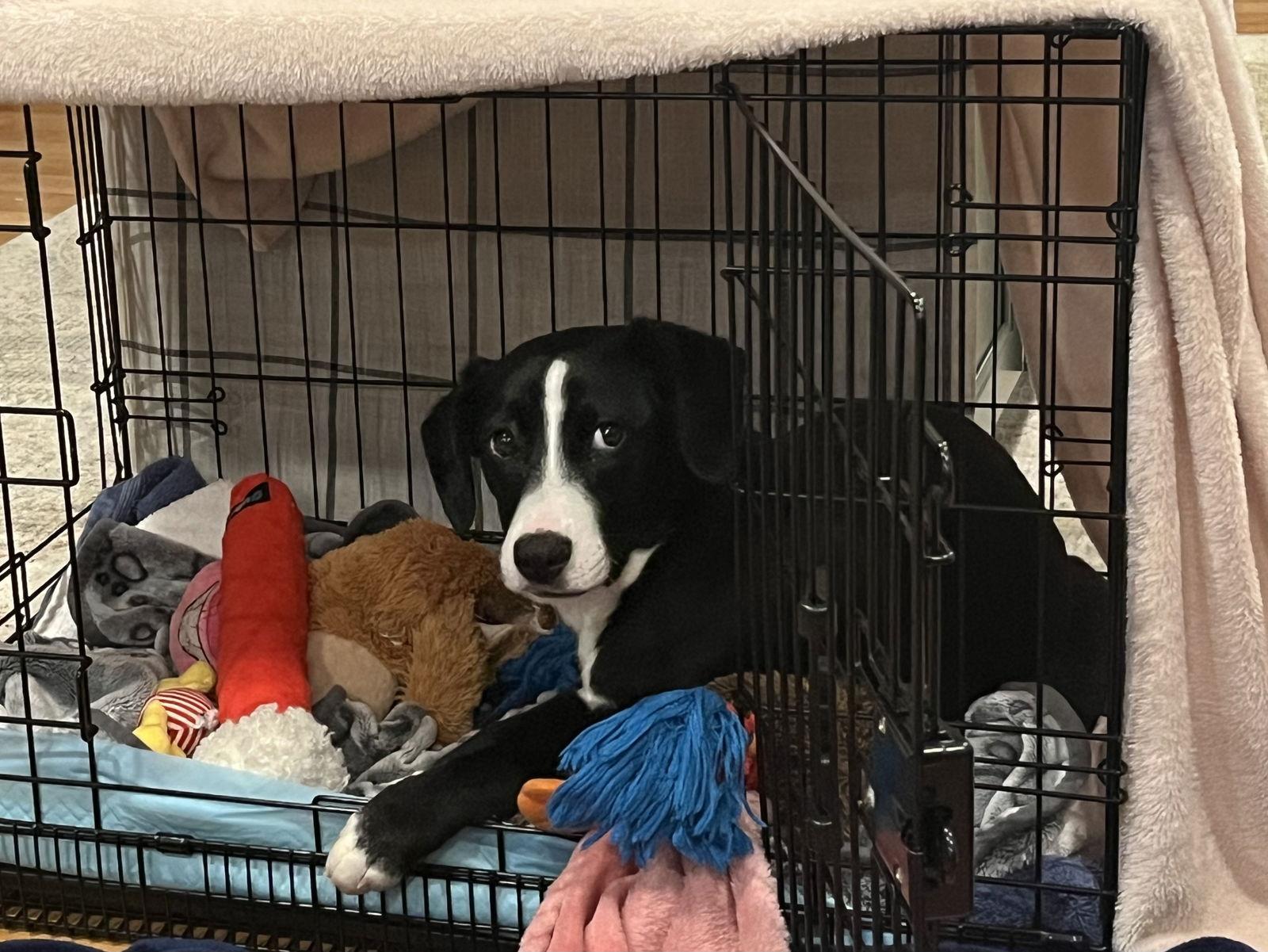 Poinsettia Cainrd Local