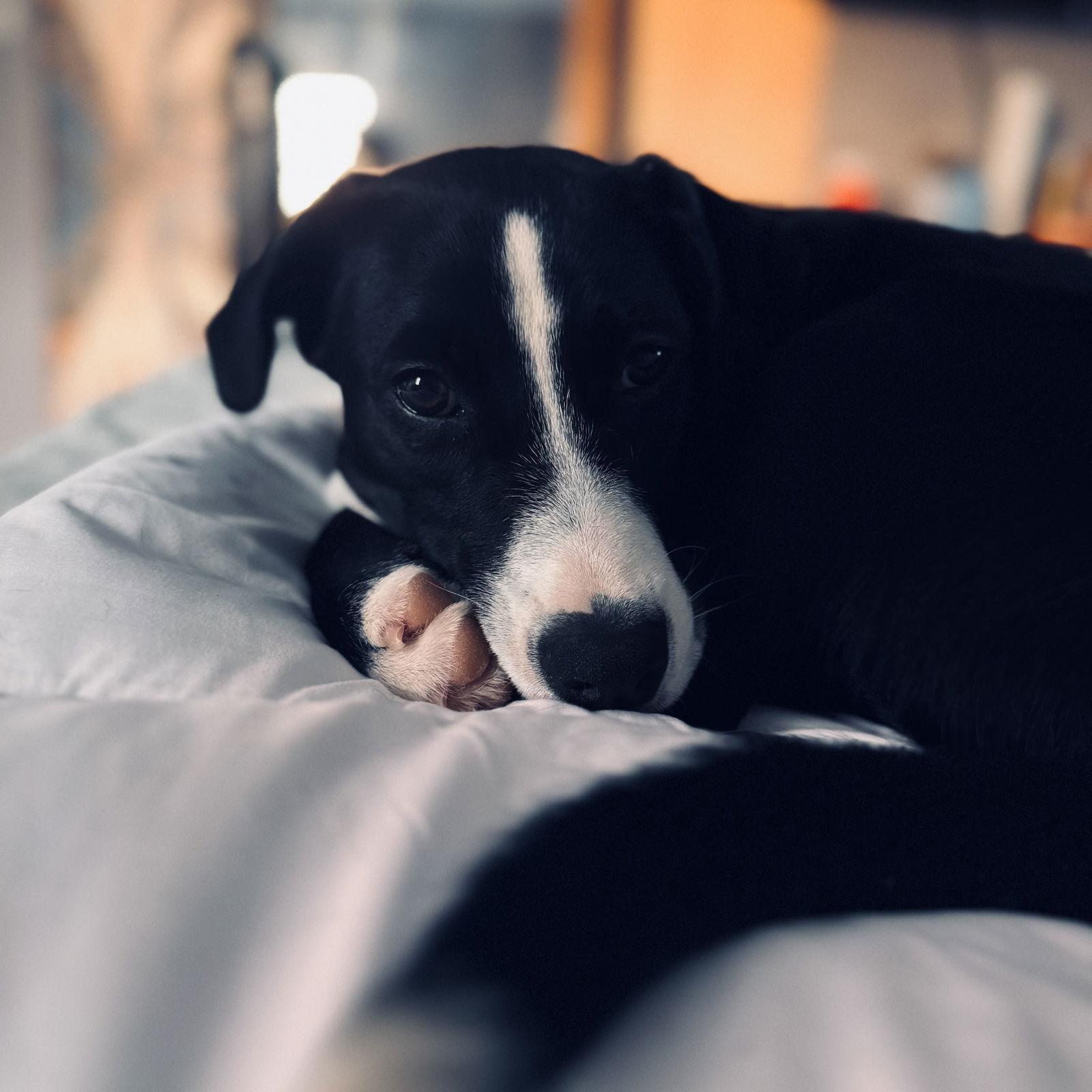 Poinsettia Cainrd Local