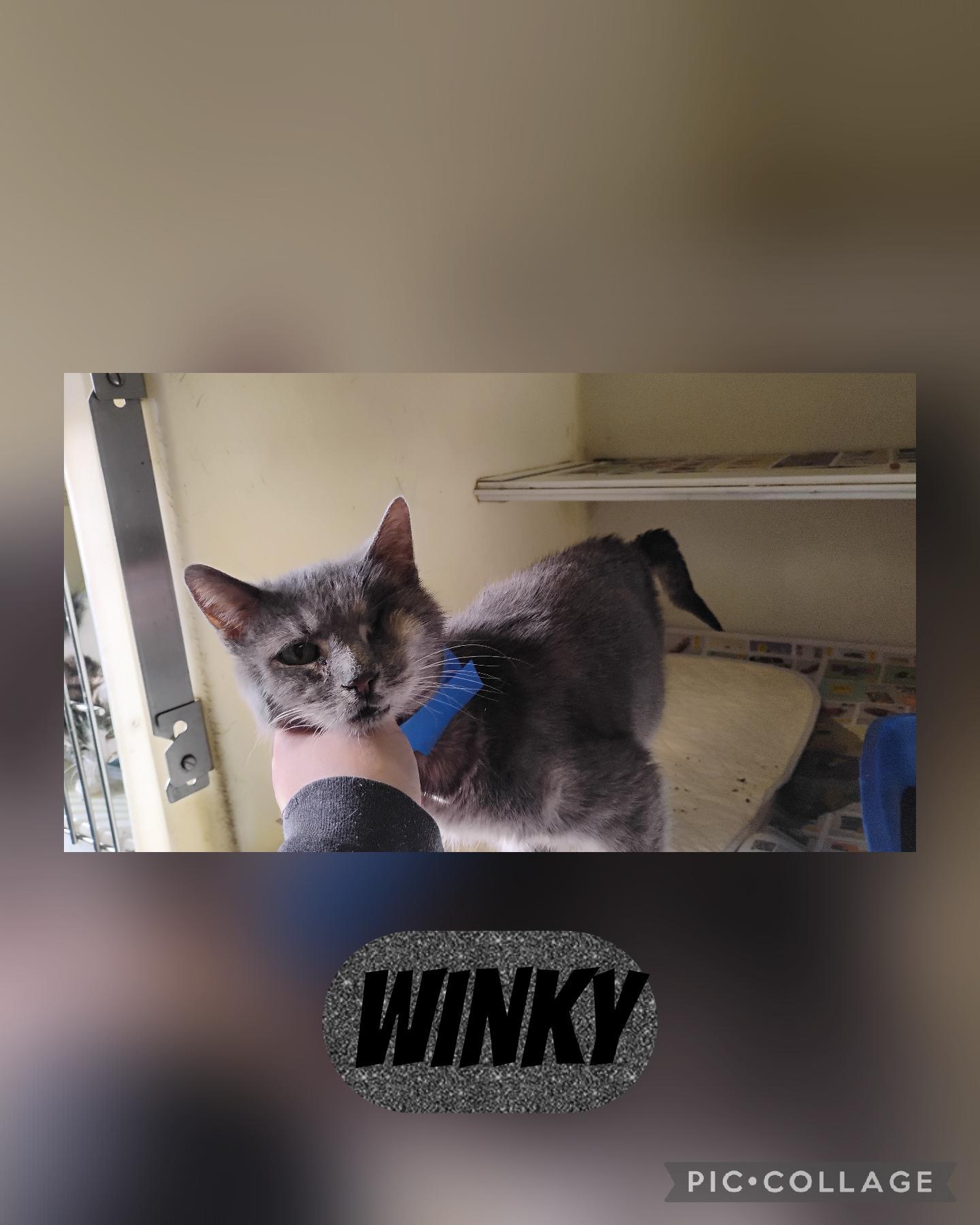 Winky