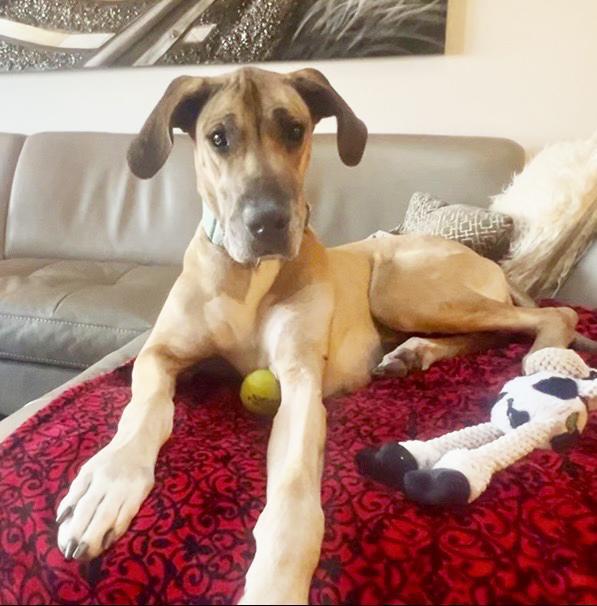 Freyagiant Cuddlebug! Loves People