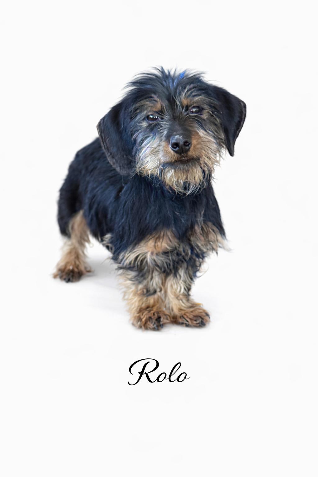 Rolo
