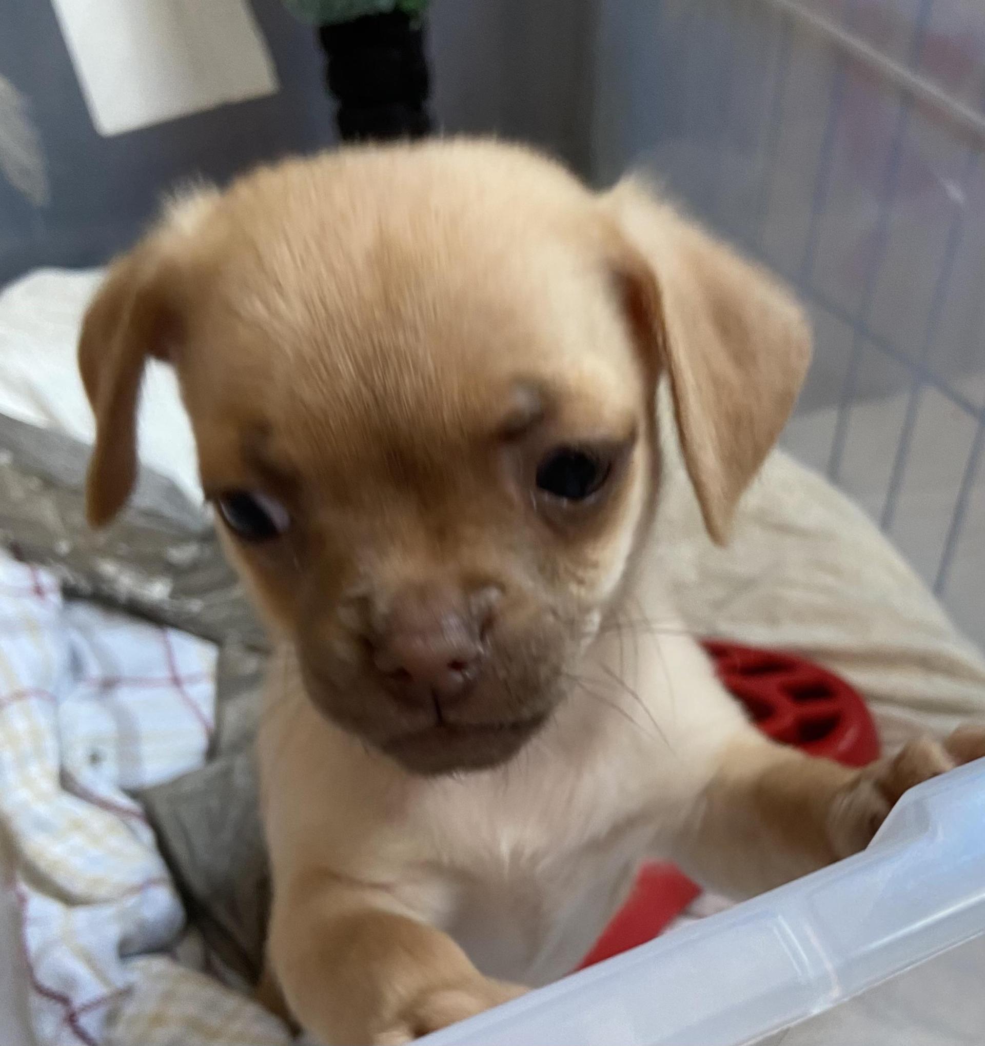 Darling Dixie Could Be