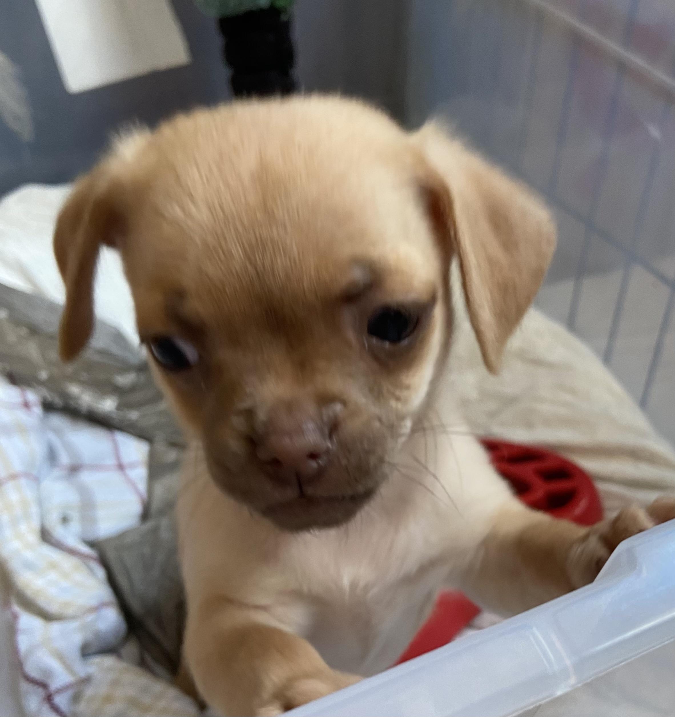 Darling Dixie Could Be