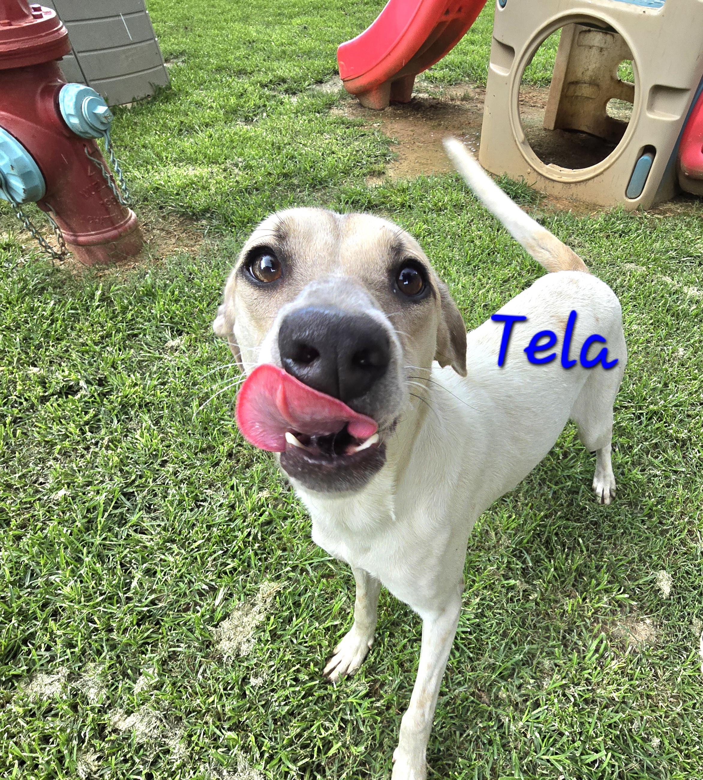 Tela