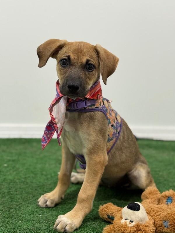 A baby medium-sized female Brown / Chocolate Labrador Retriever dog named Megan for adoption in Carlsbad, CA