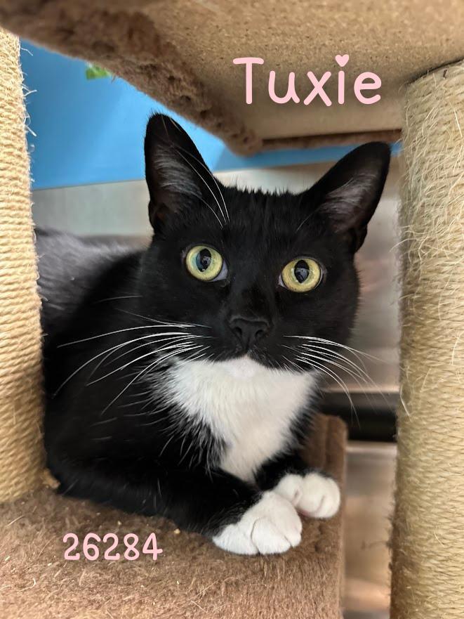 Tuxie