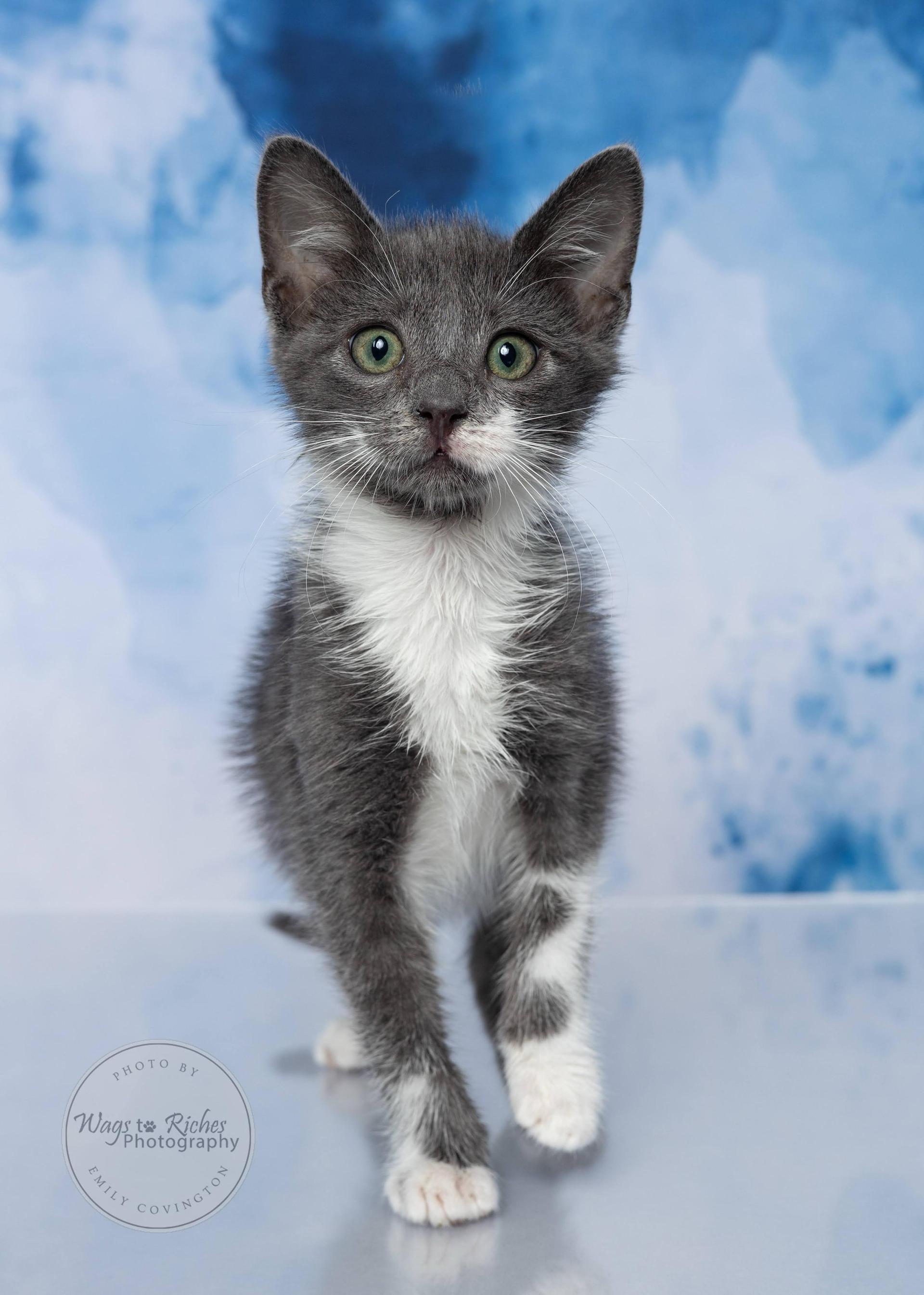 A baby medium-sized male Gray & White Domestic Short Hair cat named Sylvester for adoption in Tuscaloosa, AL