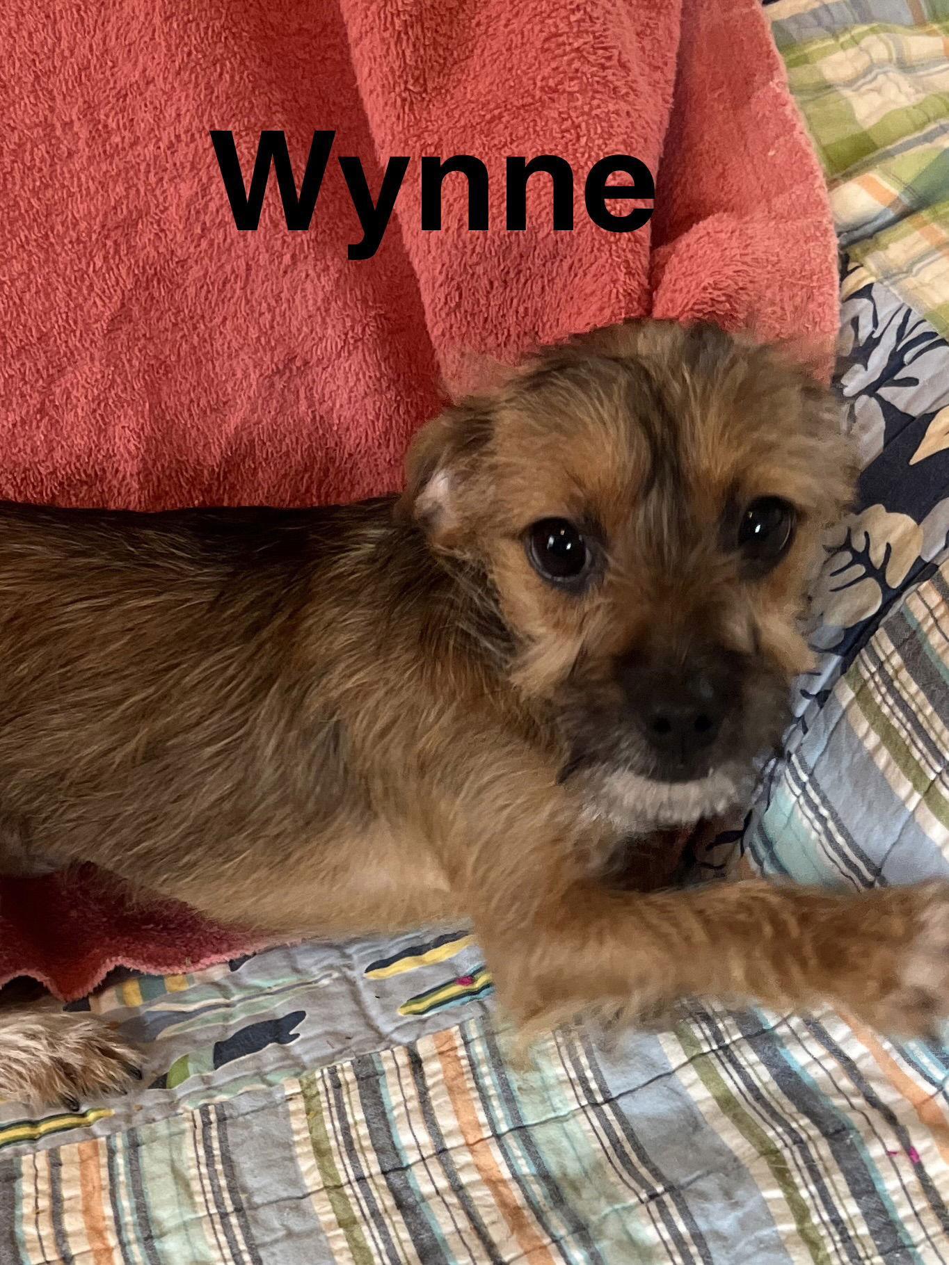 Wynne