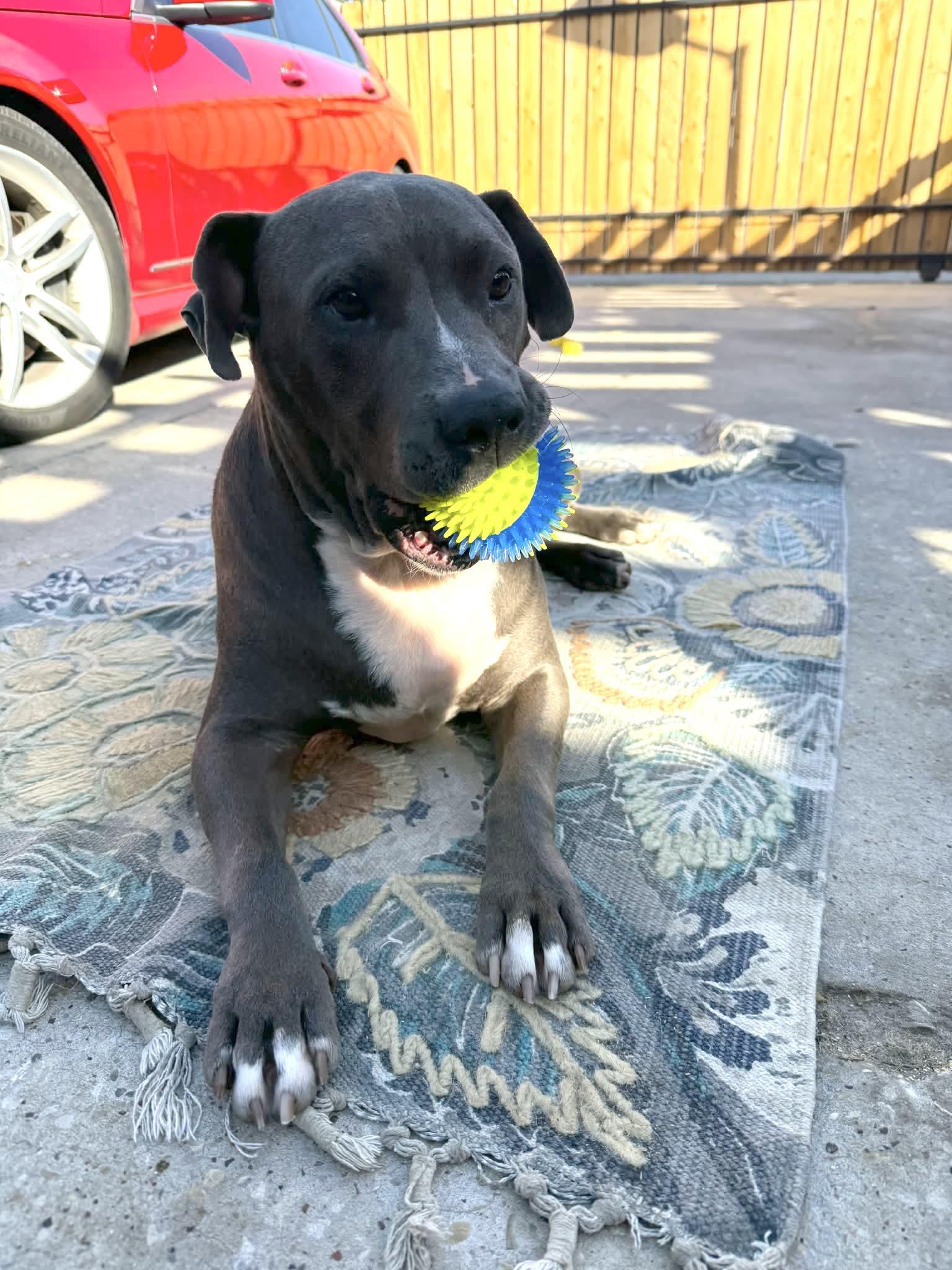 A young large-sized male American Staffordshire Terrier dog named Angelo : Big Heart. for adoption in Houston, TX