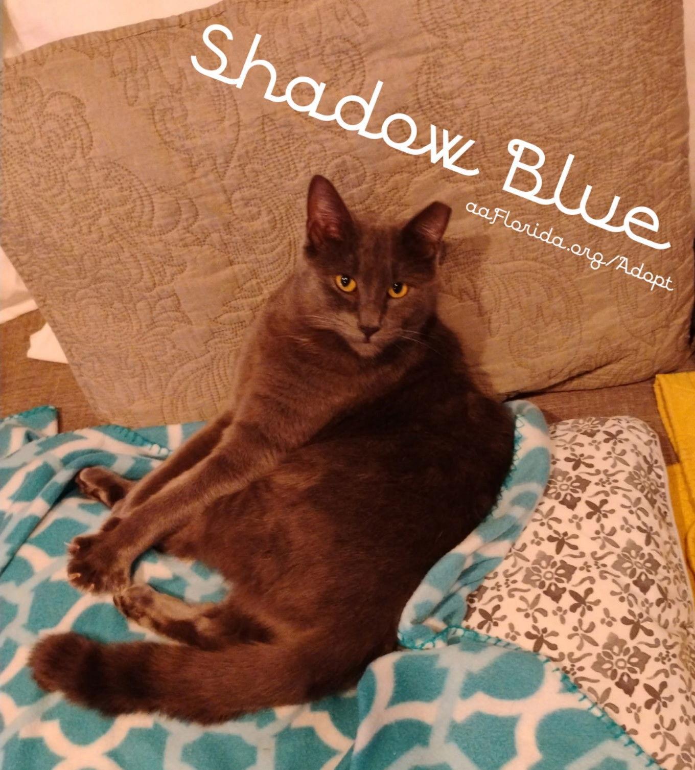 Shadow Blue