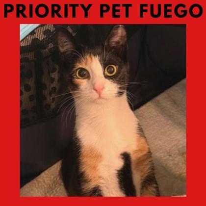 Fuego `a Priority Pet`