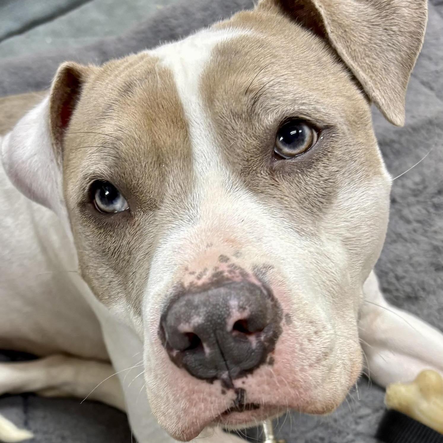 A young medium-sized female White / Cream Pit Bull Terrier dog named Ivy for adoption in West Milford, NJ
