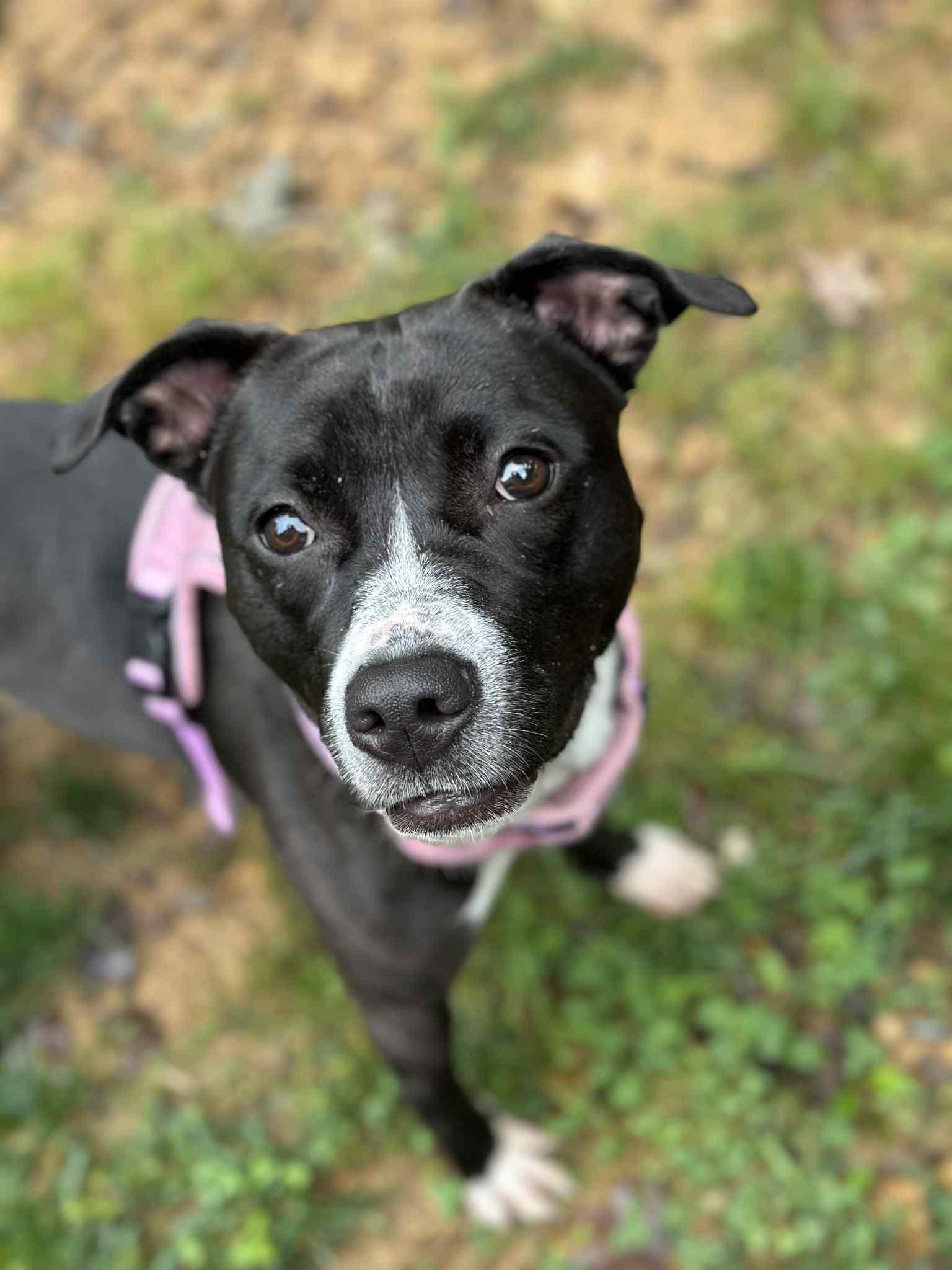 A young medium-sized female Black Pit Bull Terrier dog named Ella for adoption in Conroe, TX