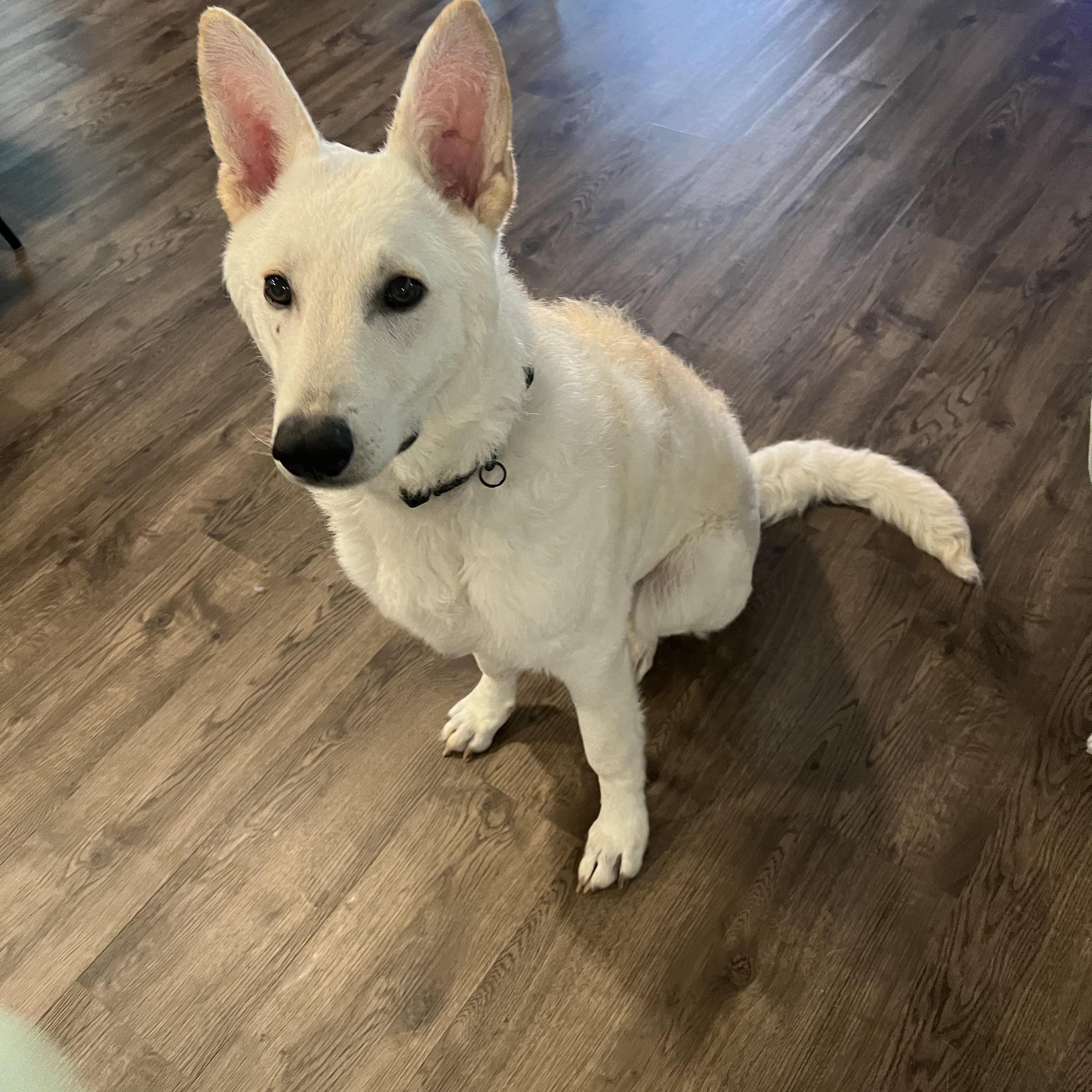 Everest~ Dogbaby Lover