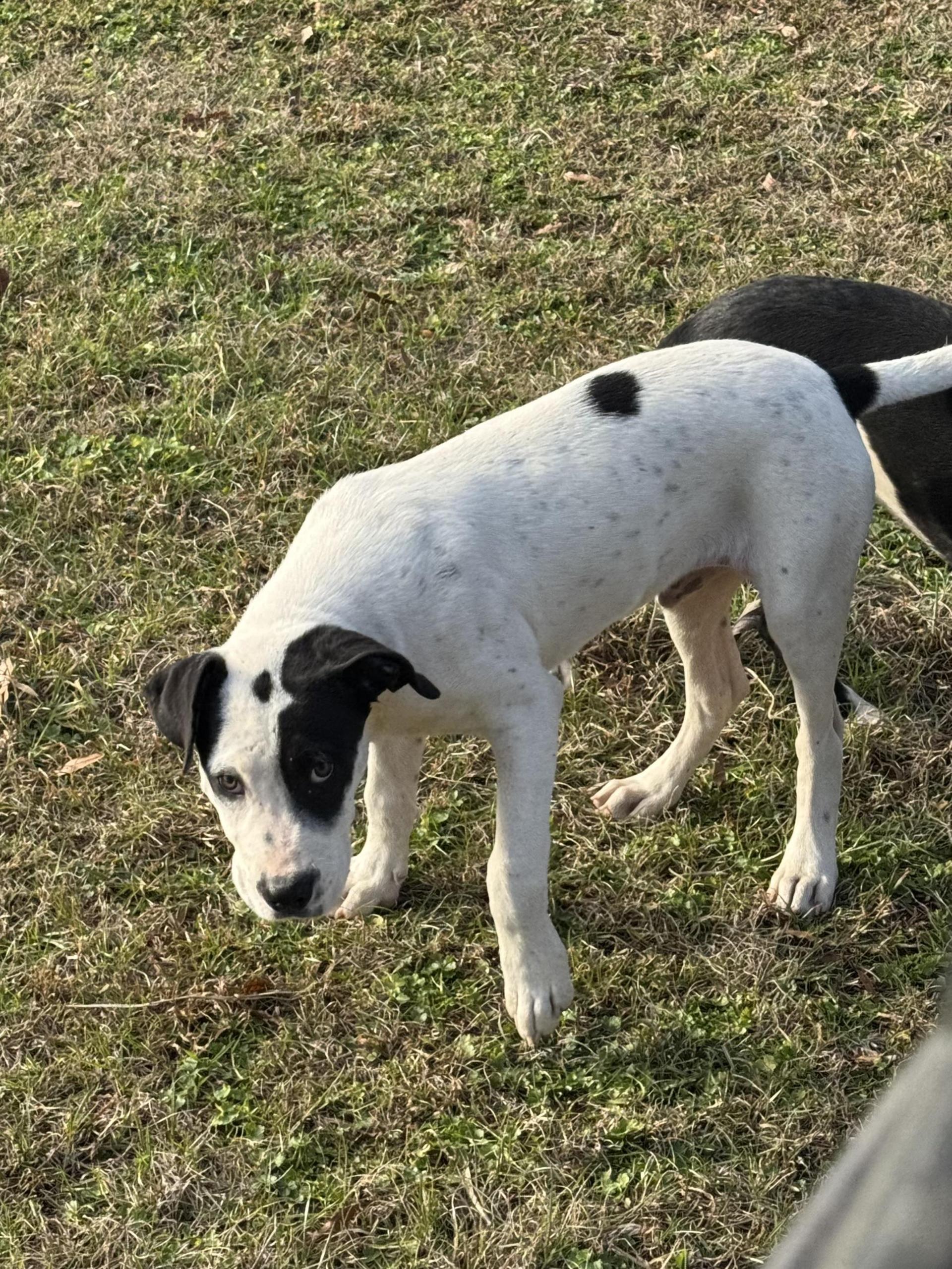 A young medium-sized male Harlequin Pit Bull Terrier dog named Kipper for adoption in Holly Springs, MS