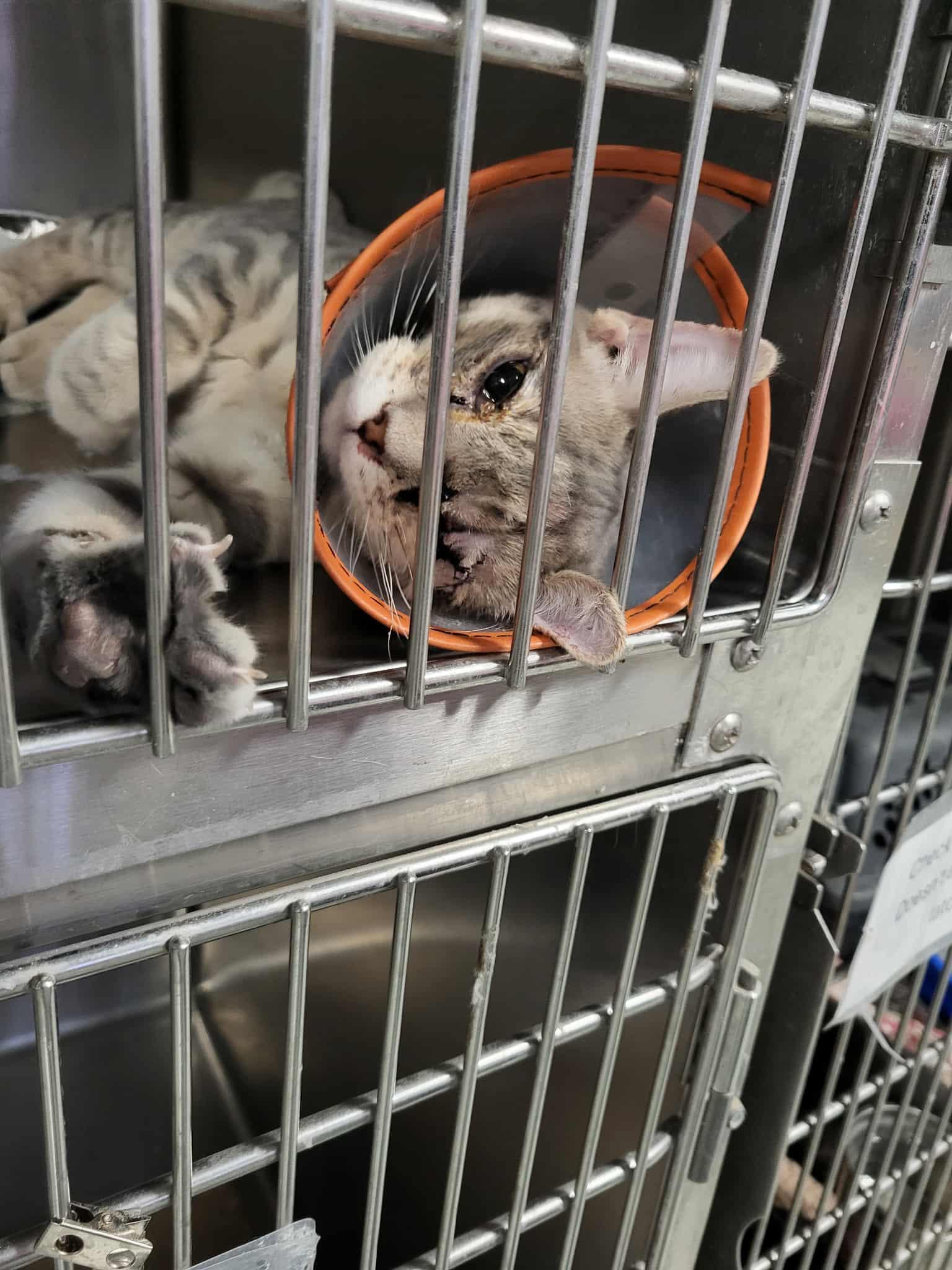 Hazybonded To Elysian