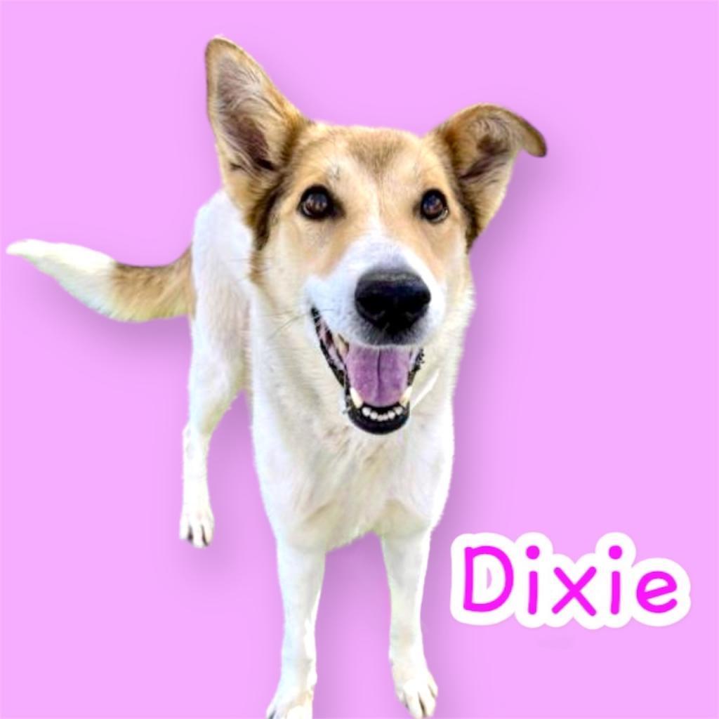 Dixie