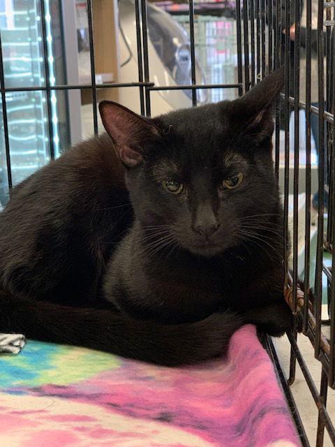 A young medium-sized female Black Domestic Short Hair cat named Boo for adoption in Crescent, OK