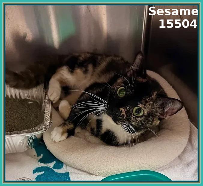 An adult medium-sized female Tortoiseshell Domestic Short Hair cat named Sesame for adoption in Marietta, GA