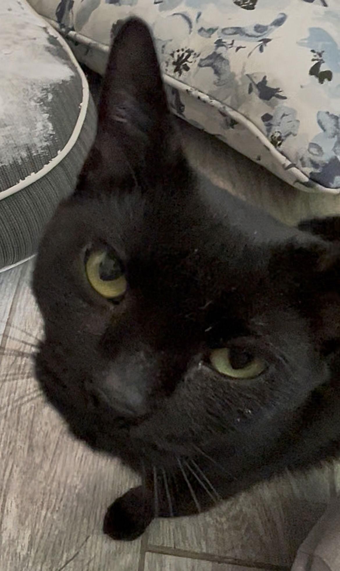 Courtesy List: Mogli